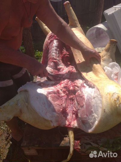 Мясо свинина домашняя деревенская