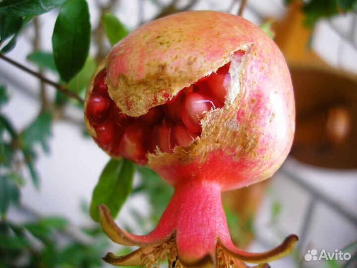 Свежие семена комнатных гранатов