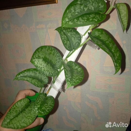 Сциндапсусы взрослые