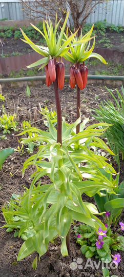 Садовые цветы