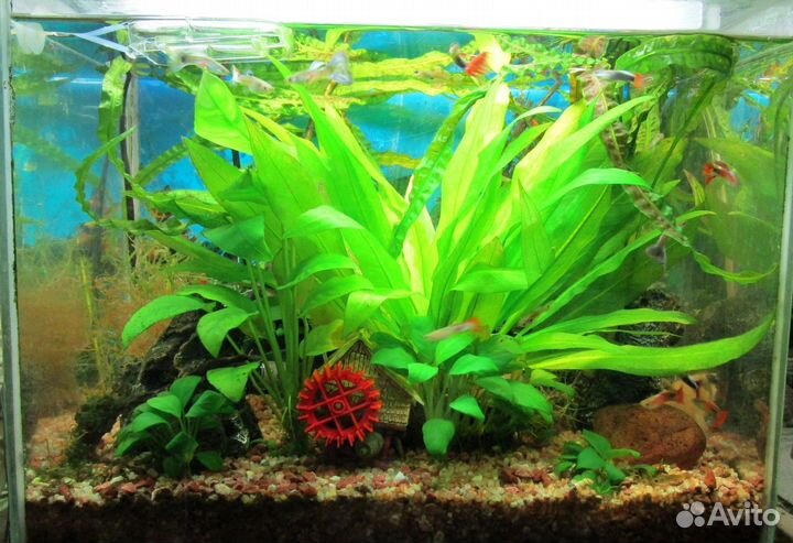 Чистка аквариума