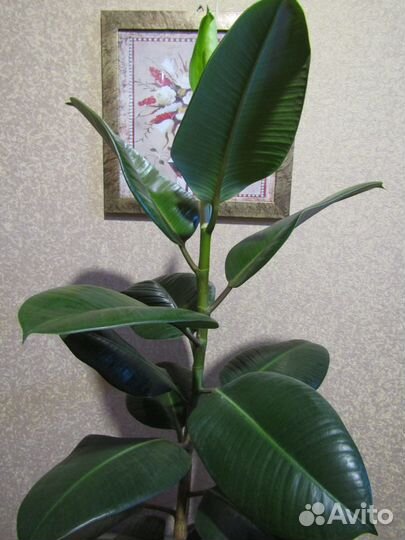 Фикус взрослый 0,5 метра