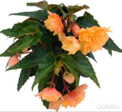 Бегония ампельная Беллекония укорен.Черенки