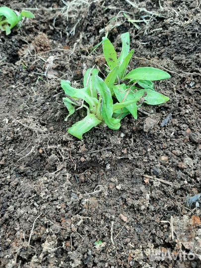 Василек гелениум астра бадан купена многолетние