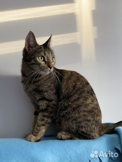 Коша в добрые руки