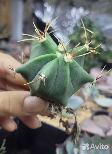 Суккуленты, молодило, эхеверии, гимнокалициумы