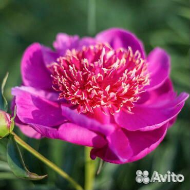 Японский пион Неон