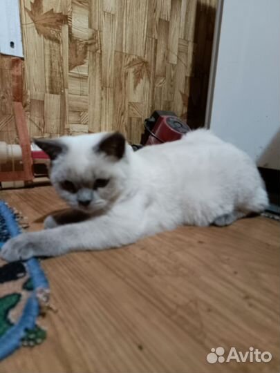 Шотландский кот блю поинт