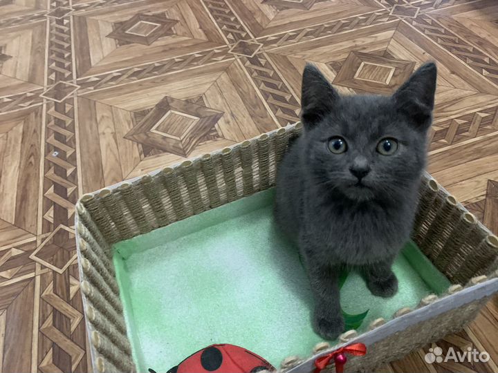 Котята в добрые руки мальчики