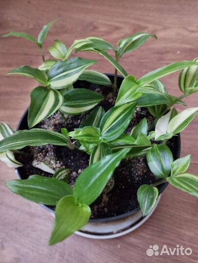 Сансевиерия, традесканция