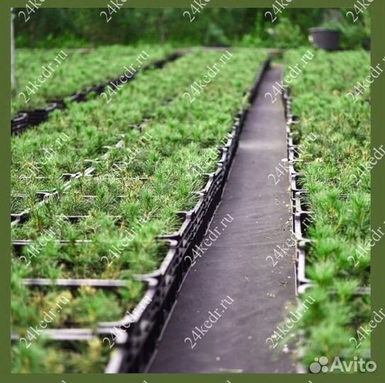 Саженцы кедра от производителя