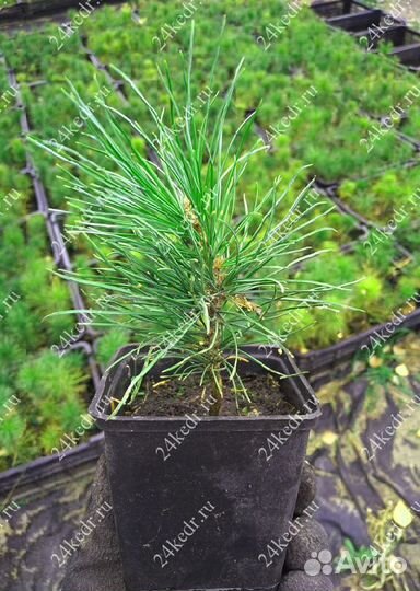 Сибирский кедр. Саженцы