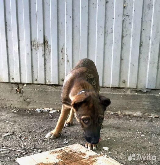 Щенок похожий на волчонка в дар