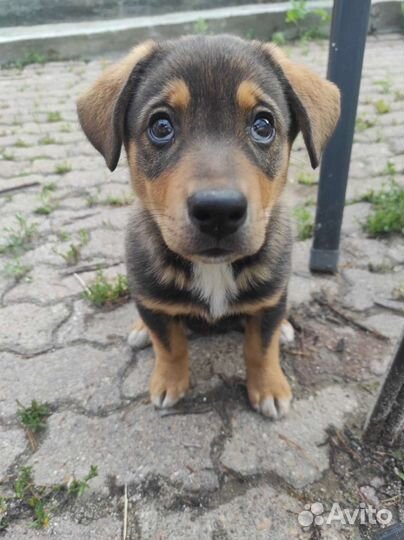 Щенок девочка без породистый