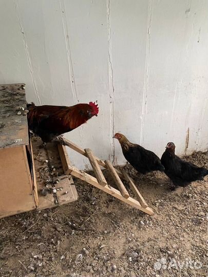 Фавероль куры