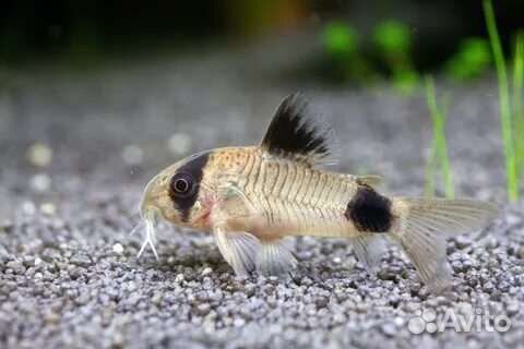 Гуппи металлическая змеиная кожа синий хвост