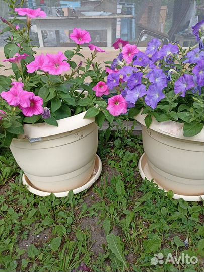 Рассада петунии