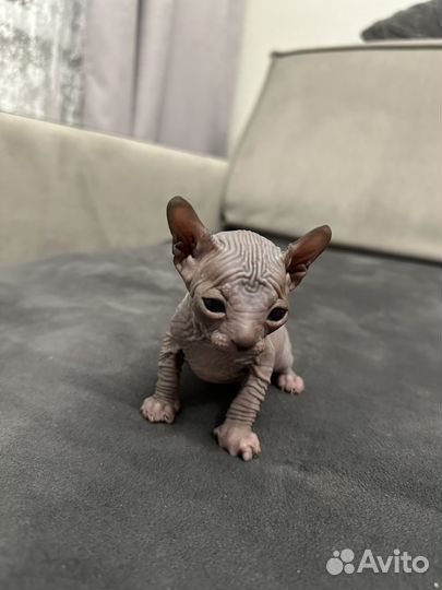 Канадский сфинкс