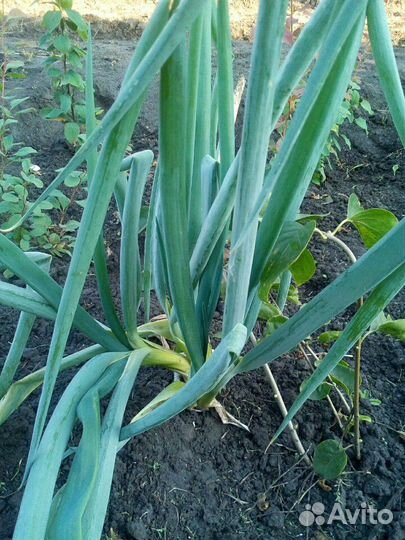 Лук бутун рассада и семена