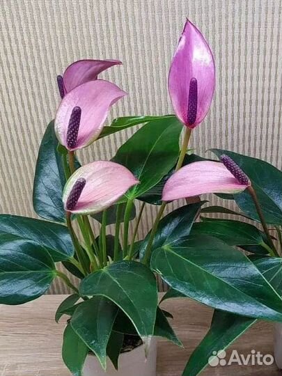 Грунт для антуриума и спатифиллума, ароидных