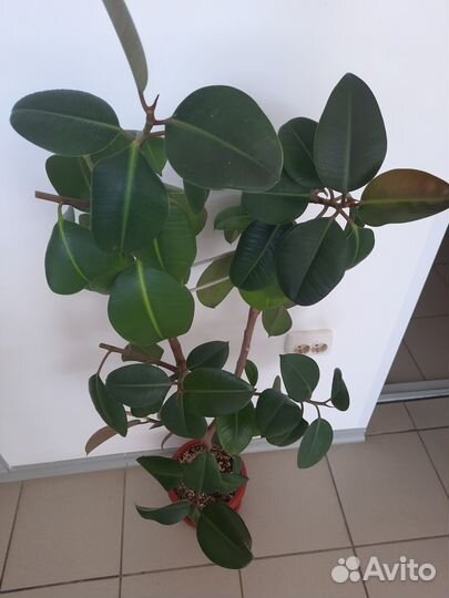 Фикус каучуконосный