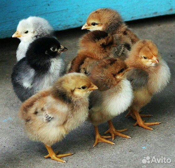 Цыплята суточные и подрощеные