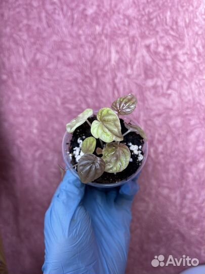 Peperomia Caperata Quito (Пеперомия Квито)