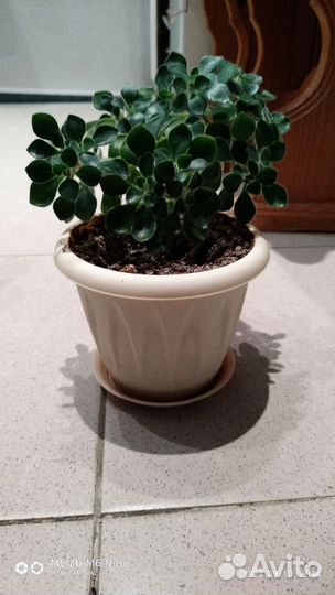 Венерин волос