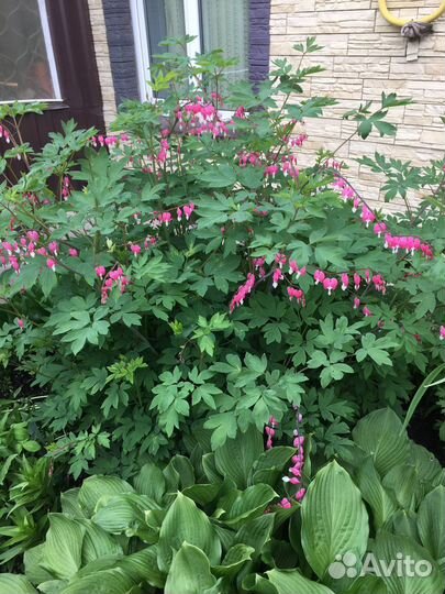 Дицентра,ландыши