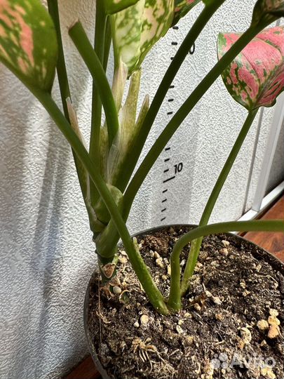 Аглаонема споттед стар