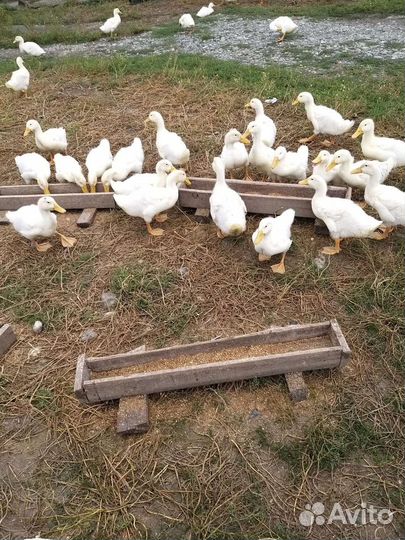 Утки Стар 53