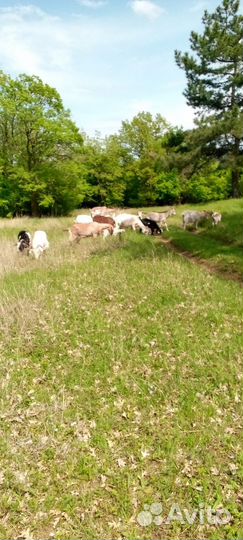 Лечебное Козье Молоко