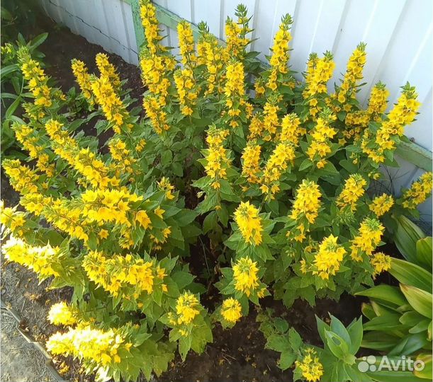 Растения для сада и дачи, саженцы