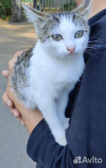 Котенок девочка в дар, бесплатно