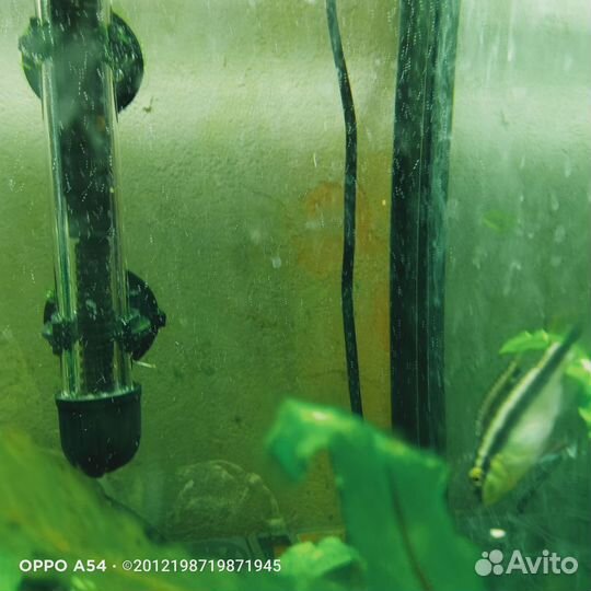 Пельвикахромис пульхер или цихлида-попугайчик