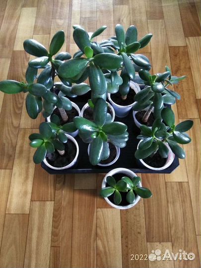 Денежное дерево - толстянка