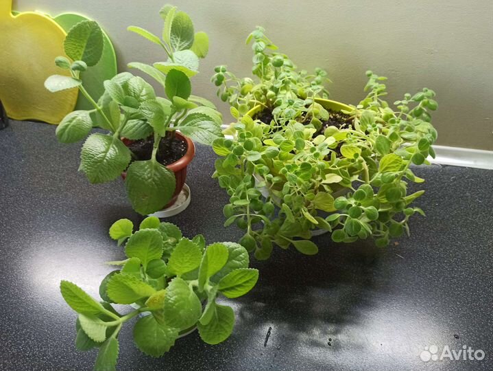 Спатифиллум, комнатная мята