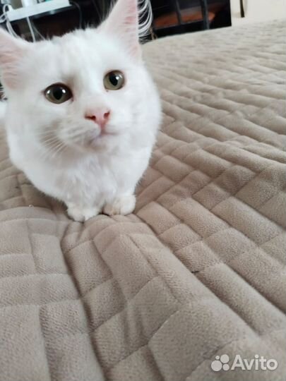Отдам котенка в добрые руки