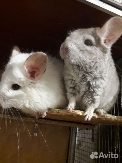 Пара Шиншилл