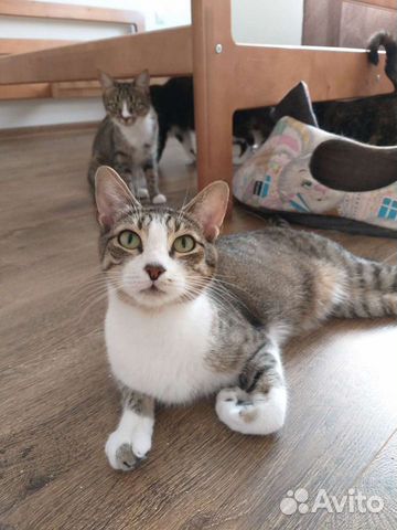 Котята и коты, кошки антидепрессанты в добрые руки