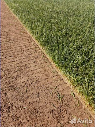 Газон в рулонах, элитные сорта