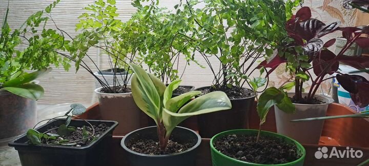 Комнатные растения