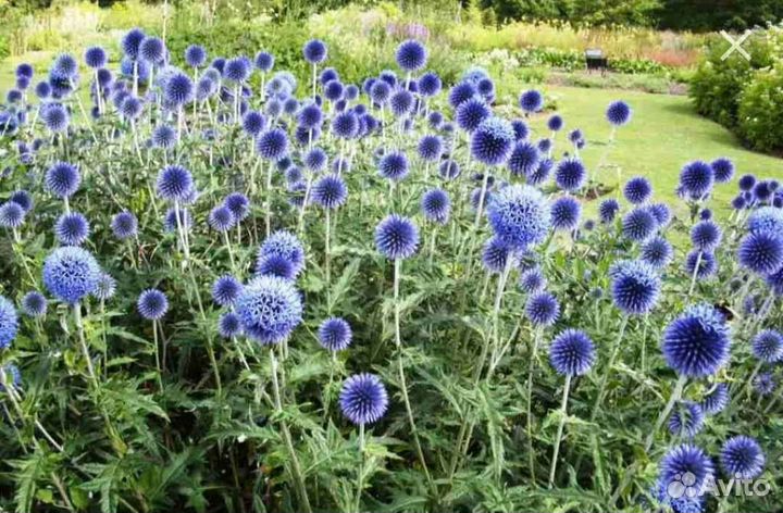 Мордовник шароголовый саженцы