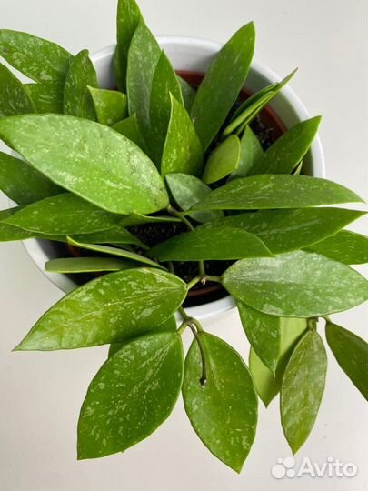 Хойя Грацилис (Изящная)