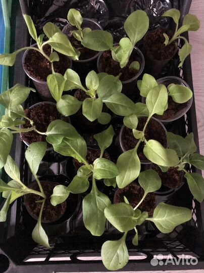 Рассада однолетних цветов