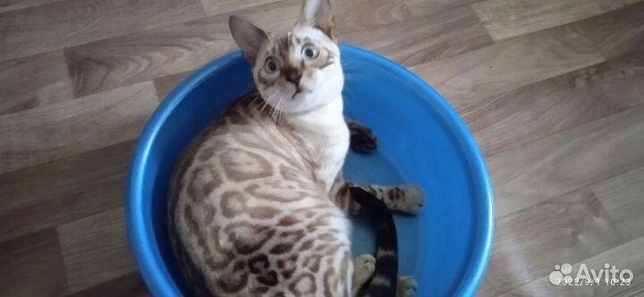 Бенгальский кот вязка
