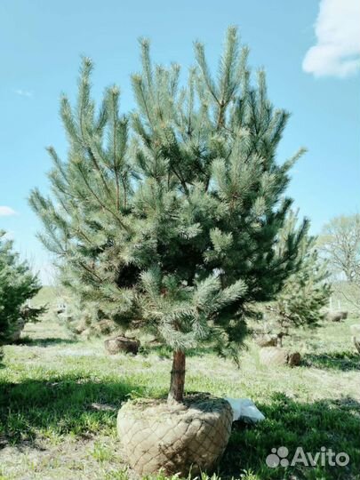 Сосна Норвежская