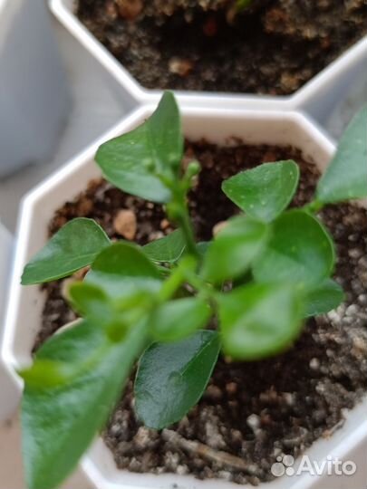 Мурайя сеянцы