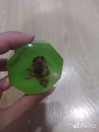 Насекомые в стекле, коллекция