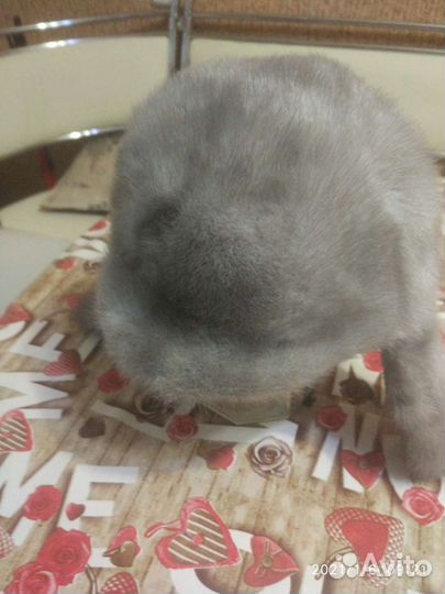 Шапка норковая